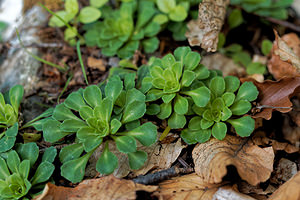 Saxifraga cuneifolia (Saxifragaceae)  - Saxifrage à feuilles en coin - Lesser Londonpride Alpes-de-Haute-Provence [France] 25/06/2018 - 1590m