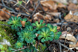 Saxifraga cuneifolia (Saxifragaceae)  - Saxifrage à feuilles en coin - Lesser Londonpride Alpes-de-Haute-Provence [France] 25/06/2018 - 1590m