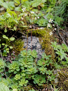 Saxifraga cuneifolia (Saxifragaceae)  - Saxifrage à feuilles en coin - Lesser Londonpride Alpes-de-Haute-Provence [France] 25/06/2018 - 1590m