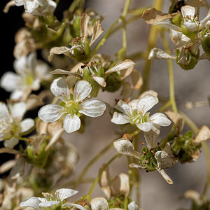 Saxifraga lantoscana (Saxifragaceae)  - Saxifrage de Lantosque Alpes-de-Haute-Provence [France] 26/06/2018 - 930m