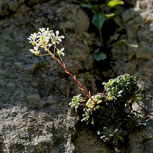 Saxifraga lantoscana (Saxifragaceae)  - Saxifrage de Lantosque Alpes-de-Haute-Provence [France] 26/06/2018 - 950m