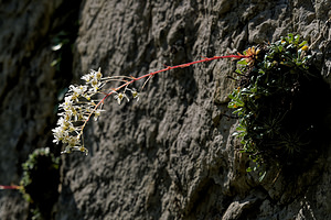Saxifraga lantoscana (Saxifragaceae)  - Saxifrage de Lantosque Alpes-de-Haute-Provence [France] 26/06/2018 - 950m