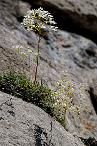 Saxifraga lantoscana (Saxifragaceae)  - Saxifrage de Lantosque Alpes-de-Haute-Provence [France] 26/06/2018 - 960m