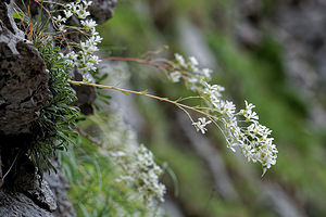 Saxifraga lantoscana (Saxifragaceae)  - Saxifrage de Lantosque Alpes-de-Haute-Provence [France] 26/06/2018 - 950m