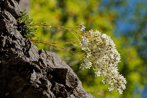 Saxifraga lantoscana Saxifrage de Lantosque