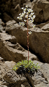 Saxifraga lantoscana Saxifrage de Lantosque