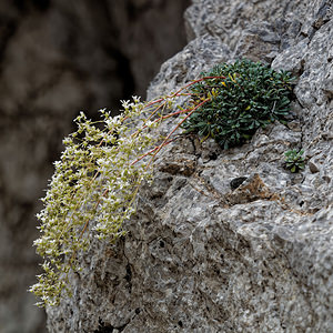 Saxifraga lantoscana (Saxifragaceae)  - Saxifrage de Lantosque Alpes-de-Haute-Provence [France] 26/06/2018 - 990m