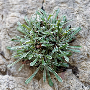 Saxifraga lantoscana (Saxifragaceae)  - Saxifrage de Lantosque Alpes-de-Haute-Provence [France] 26/06/2018 - 960m