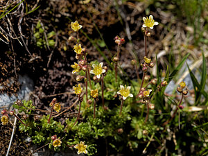 Saxifraga moschata (Saxifragaceae)  - Saxifrage musquée Hautes-Alpes [France] 21/06/2018 - 2430m