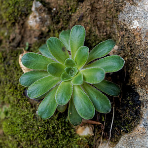 Saxifraga mutata (Saxifragaceae)  - Saxifrage variable Isere [France] 22/06/2018 - 1010m