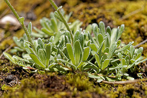 Saxifraga paniculata (Saxifragaceae)  - Saxifrage paniculée, Saxifrage aizoon - Livelong Saxifrage Haute-Savoie [France] 19/06/2018 - 760m
