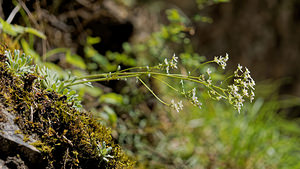 Saxifraga paniculata (Saxifragaceae)  - Saxifrage paniculée, Saxifrage aizoon - Livelong Saxifrage Haute-Savoie [France] 19/06/2018 - 760m