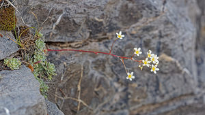 Saxifraga paniculata (Saxifragaceae)  - Saxifrage paniculée, Saxifrage aizoon - Livelong Saxifrage Haute-Savoie [France] 19/06/2018 - 1760m