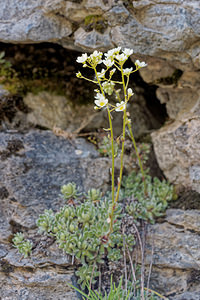 Saxifraga paniculata (Saxifragaceae)  - Saxifrage paniculée, Saxifrage aizoon - Livelong Saxifrage Haute-Savoie [France] 19/06/2018 - 1760m