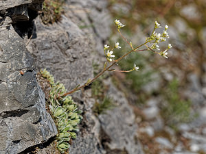 Saxifraga paniculata (Saxifragaceae)  - Saxifrage paniculée, Saxifrage aizoon - Livelong Saxifrage Haute-Savoie [France] 19/06/2018 - 1590m