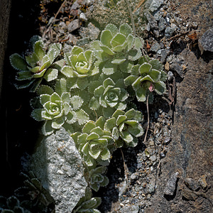 Saxifraga paniculata (Saxifragaceae)  - Saxifrage paniculée, Saxifrage aizoon - Livelong Saxifrage Isere [France] 21/06/2018 - 1280m