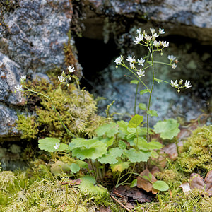 Saxifraga rotundifolia (Saxifragaceae)  - Saxifrage à feuilles rondes - Round-leaved Saxifrage District du Jura-Nord vaudois [Suisse] 18/06/2018 - 1140m