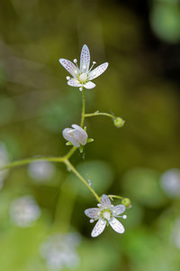 Saxifraga rotundifolia (Saxifragaceae)  - Saxifrage à feuilles rondes - Round-leaved Saxifrage District du Jura-Nord vaudois [Suisse] 18/06/2018 - 1140m