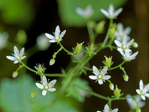 Saxifraga rotundifolia (Saxifragaceae)  - Saxifrage à feuilles rondes - Round-leaved Saxifrage Haute-Savoie [France] 19/06/2018 - 1260m