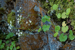 Saxifraga rotundifolia (Saxifragaceae)  - Saxifrage à feuilles rondes - Round-leaved Saxifrage Haute-Savoie [France] 19/06/2018 - 1280m