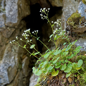 Saxifraga rotundifolia (Saxifragaceae)  - Saxifrage à feuilles rondes - Round-leaved Saxifrage Haute-Savoie [France] 19/06/2018 - 1290m