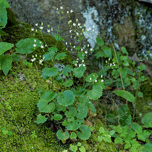 Saxifraga rotundifolia (Saxifragaceae)  - Saxifrage à feuilles rondes - Round-leaved Saxifrage Haute-Savoie [France] 19/06/2018 - 1290m