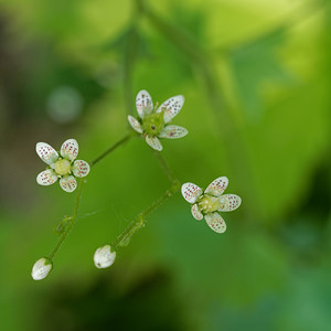 Saxifraga rotundifolia (Saxifragaceae)  - Saxifrage à feuilles rondes - Round-leaved Saxifrage Haute-Savoie [France] 19/06/2018 - 1270m