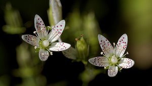 Saxifraga rotundifolia (Saxifragaceae)  - Saxifrage à feuilles rondes - Round-leaved Saxifrage Isere [France] 22/06/2018 - 1020m