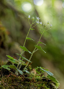 Saxifraga rotundifolia (Saxifragaceae)  - Saxifrage à feuilles rondes - Round-leaved Saxifrage Isere [France] 22/06/2018 - 960m
