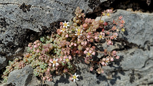 Sedum dasyphyllum (Crassulaceae)  - Orpin à feuilles poilues, Orpin à feuilles serrées, Orpin à feuilles épaisses - Thick-leaved Stonecrop Haute-Savoie [France] 19/06/2018 - 1590m