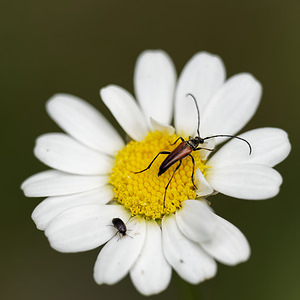 Stenurella melanura (Cerambycidae)  - Lepture à poils durs Alpes-de-Haute-Provence [France] 27/06/2018 - 630m