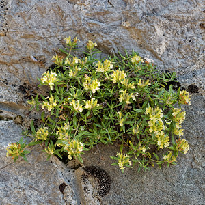 Teucrium montanum (Lamiaceae)  - Germandrée des montagnes Alpes-de-Haute-Provence [France] 26/06/2018 - 920m