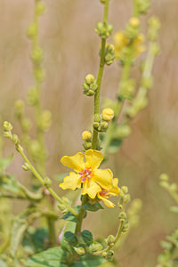 Verbascum sinuatum (Scrophulariaceae)  - Molène sinuée Alpes-de-Haute-Provence [France] 24/06/2018 - 720m