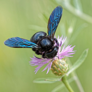 Xylocopa violacea (Apidae)  - Abeille charpentière, Xylocope violette - Violet Carpenter Bee Vaucluse [France] 23/06/2018 - 120m