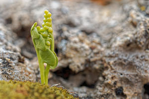 Botrychium lunaria (Ophioglossaceae)  - Botryche lunaire, Botrychium lunaire - Moonwort Savoie [France] 02/07/2018 - 1990m