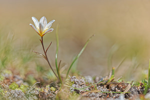 Gagea serotina (Liliaceae)  - Gagée tardive, Lloydie tardive, Lloydie tardive - Snowdon Lily Savoie [France] 02/07/2018 - 2660m