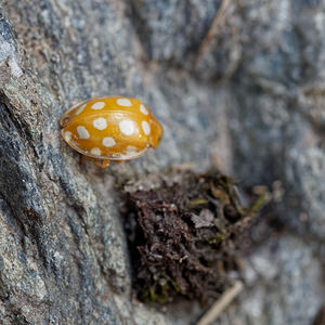 Halyzia sedecimguttata (Coccinellidae)  - Grande coccinelle orange - 16-spot Ladybird [Halyzia sedecimguttata] Entremont [Suisse] 03/07/2018 - 2300m