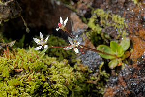 Micranthes stellaris (Saxifragaceae)  - Micranthe étoilé, Saxifrage étoilée - Starry Saxifrage Entremont [Suisse] 03/07/2018 - 2480m