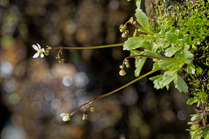 Micranthes stellaris (Saxifragaceae)  - Micranthe étoilé, Saxifrage étoilée - Starry Saxifrage Entremont [Suisse] 03/07/2018 - 2480m