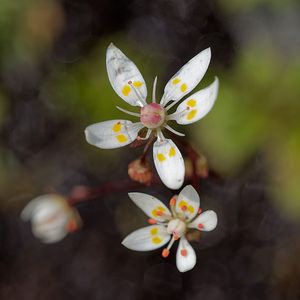 Micranthes stellaris (Saxifragaceae)  - Micranthe étoilé, Saxifrage étoilée - Starry Saxifrage Entremont [Suisse] 03/07/2018 - 2480m