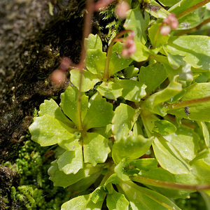 Micranthes stellaris (Saxifragaceae)  - Micranthe étoilé, Saxifrage étoilée - Starry Saxifrage Entremont [Suisse] 03/07/2018 - 2480m