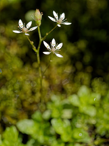 Micranthes stellaris (Saxifragaceae)  - Micranthe étoilé, Saxifrage étoilée - Starry Saxifrage Entremont [Suisse] 03/07/2018 - 1740m