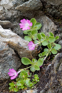 Primula hirsuta (Primulaceae)  - Primevère hirsute, Primevère hérissée, Primevère visqueuse Entremont [Suisse] 03/07/2018 - 2300m