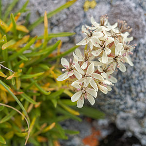 Saponaria lutea (Caryophyllaceae)  - Saponaire jaune Savoie [France] 02/07/2018 - 1980m