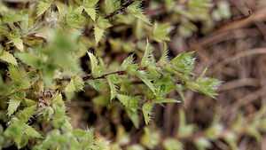 Saxifraga aspera (Saxifragaceae)  - Saxifrage rude  [Italie] 03/07/2018 - 1620m