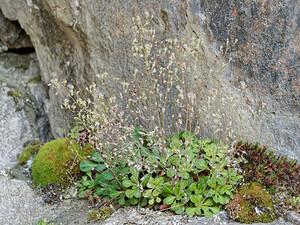 Saxifraga cuneifolia subsp. robusta (Saxifragaceae)  - Saxifrage robuste Entremont [Suisse] 04/07/2018 - 1640m