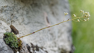 Saxifraga paniculata (Saxifragaceae)  - Saxifrage paniculée, Saxifrage aizoon - Livelong Saxifrage Entremont [Suisse] 04/07/2018 - 1720m