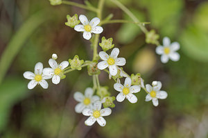 Saxifraga paniculata (Saxifragaceae)  - Saxifrage paniculée, Saxifrage aizoon - Livelong Saxifrage Entremont [Suisse] 04/07/2018 - 1720m