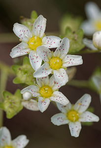 Saxifraga paniculata (Saxifragaceae)  - Saxifrage paniculée, Saxifrage aizoon - Livelong Saxifrage Entremont [Suisse] 04/07/2018 - 1720m