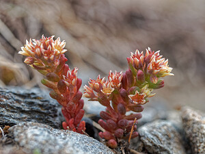 Sedum atratum subsp. atratum (Crassulaceae)  - Orpin noirâtre Savoie [France] 02/07/2018 - 1990m